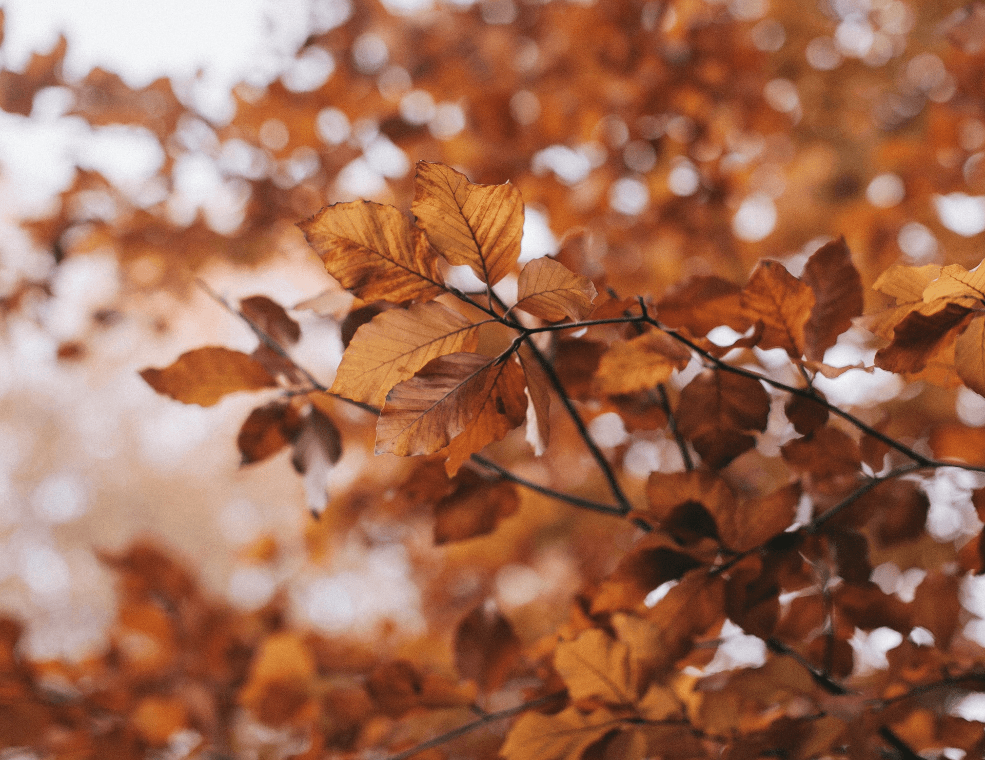 Tips bij een herfstdip